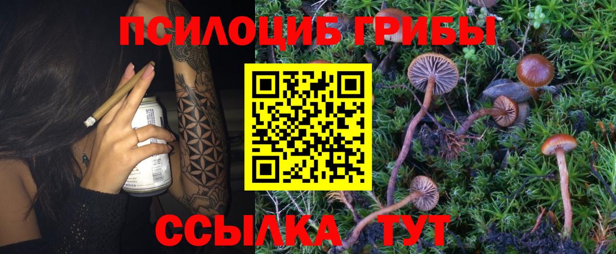 Печора  Псилоцибиновые грибы Psilocybe  Вход с VPN  Псилоцибиновые грибы прущие грибы 